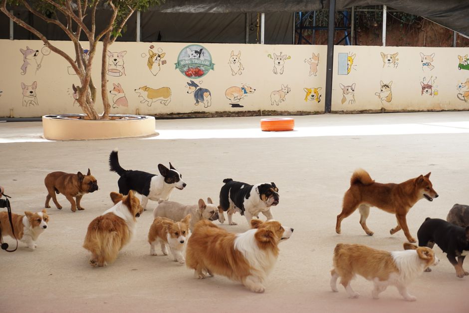 Active dogs playing and exercising in a supervised daycare environment