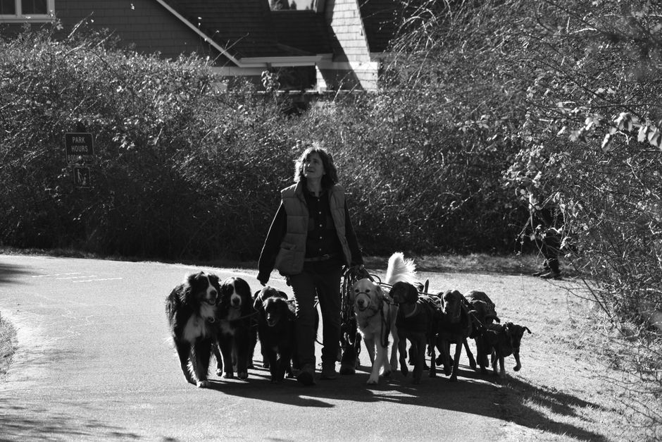Professional dog walker with well-mannered dog on leash in urban setting